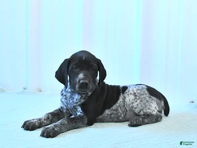 German Shorthaired Pointer dogs for sale: Crystal - Ad 2