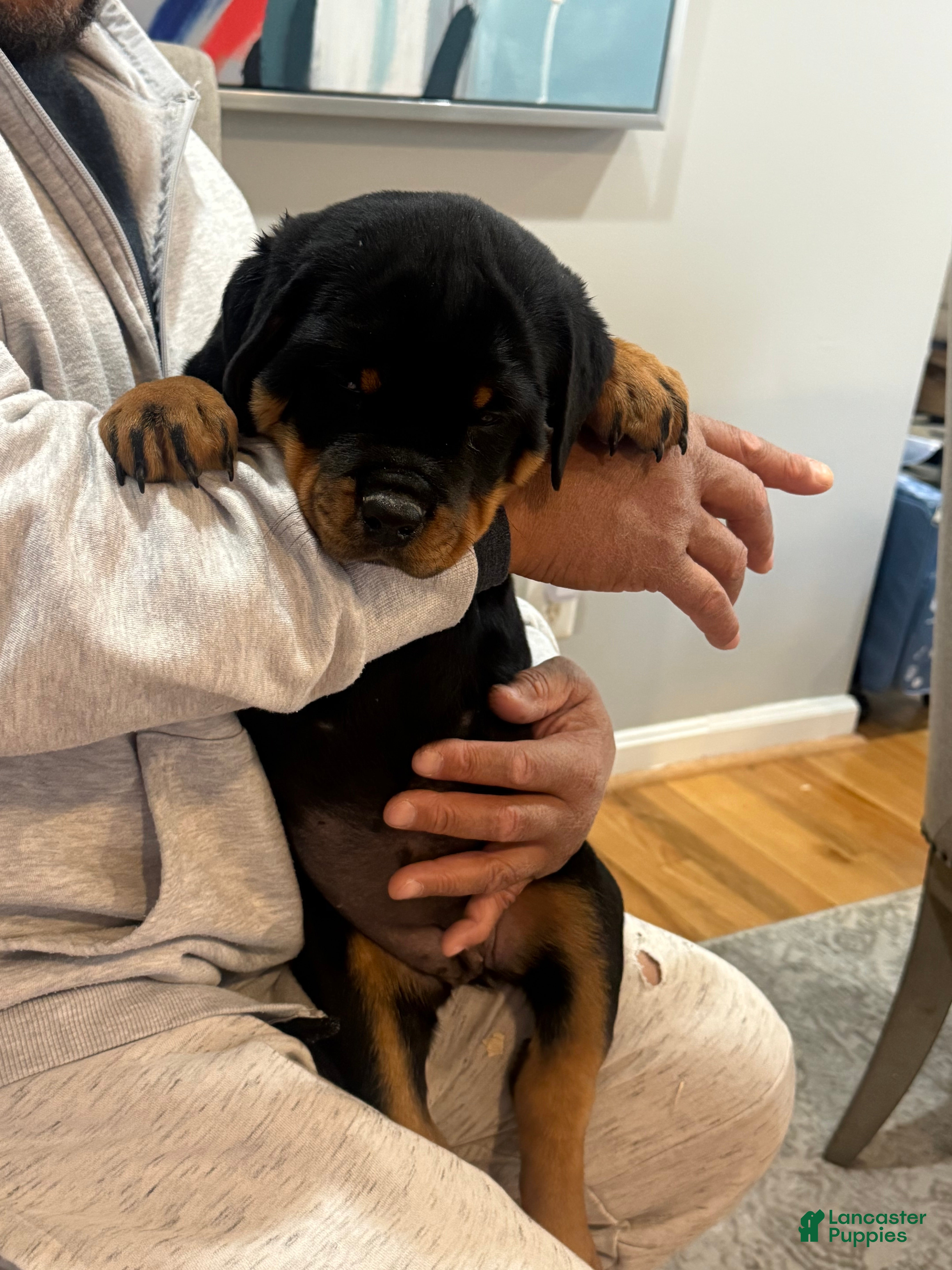 Rottweiler dogs Rottweiler Puppy 4 - Ad 18