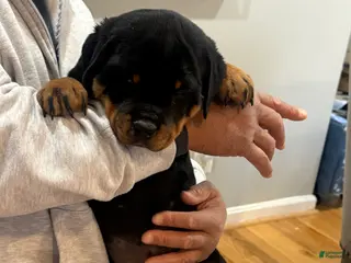 Rottweiler dogs Rottweiler Puppy 4 - Ad 6