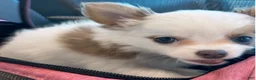 Chihuahua dogs for sale: Glamour - Female White and Chocolate Long Haired Chihuahua Puppy - Ad 5