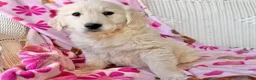 Golden Retriever dogs for sale: Sunbeam  - Ad 4