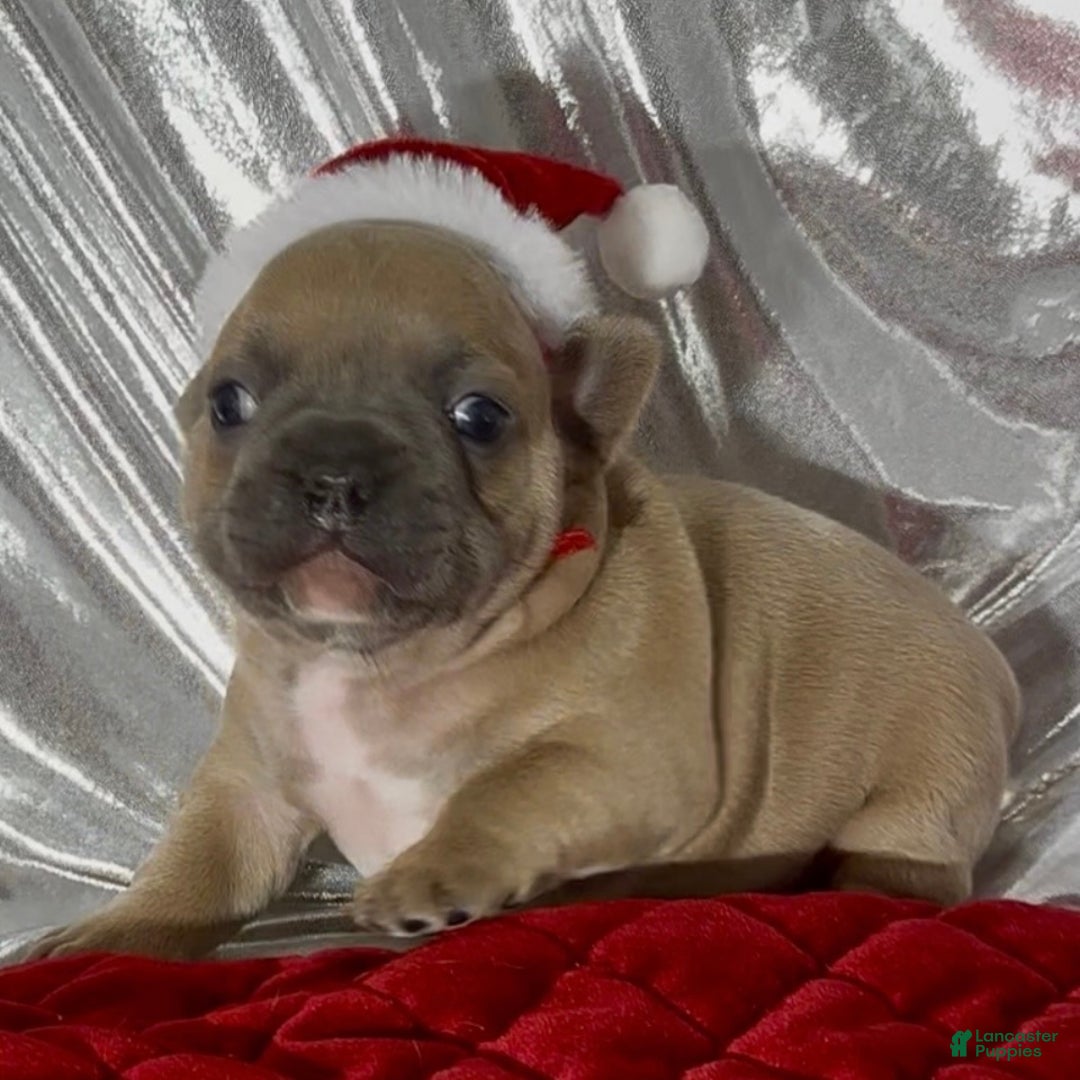 French Bulldog dogs for sale: Pibble - Ad 8
