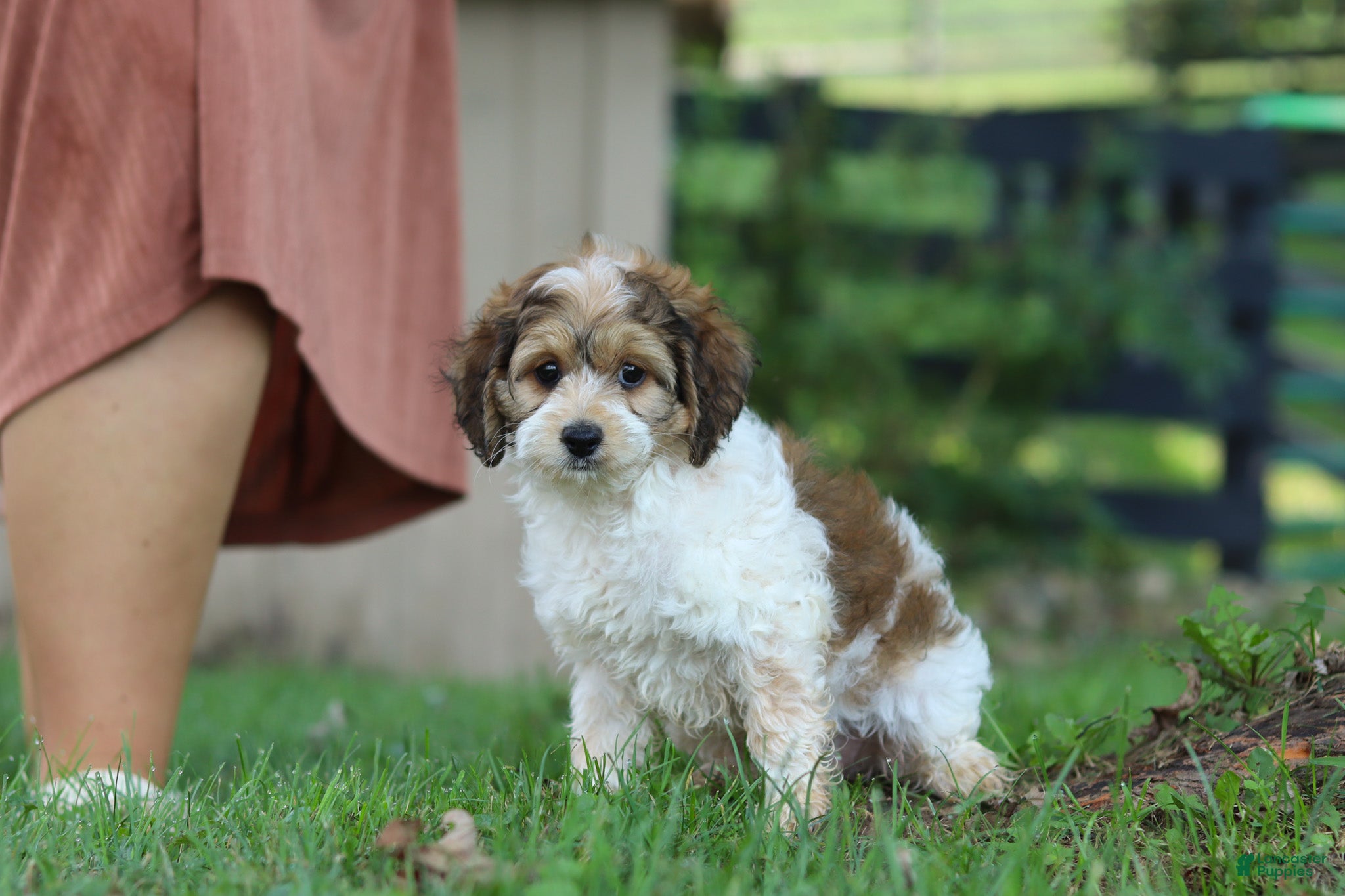 Cockapoo dogs Adin - Ad 2