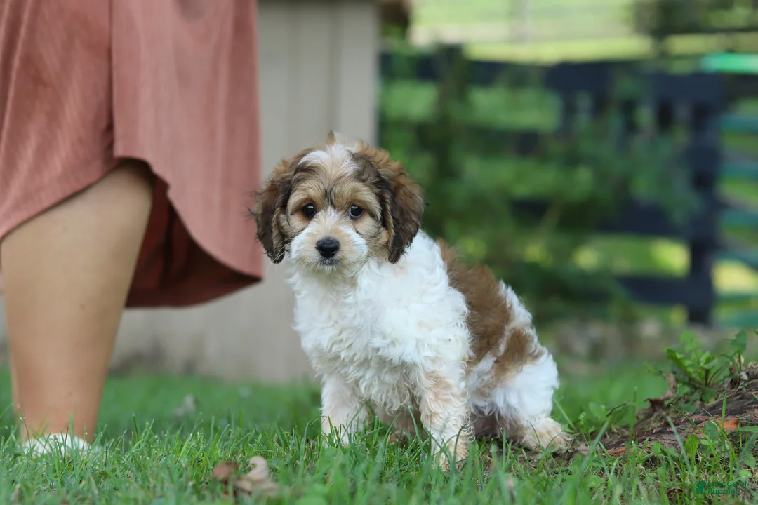 Cockapoo dogs for sale: Adin - Ad 2