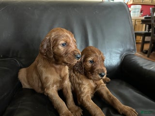 Irish Setter dogs Irish Setter Puppy 4 - Ad 10