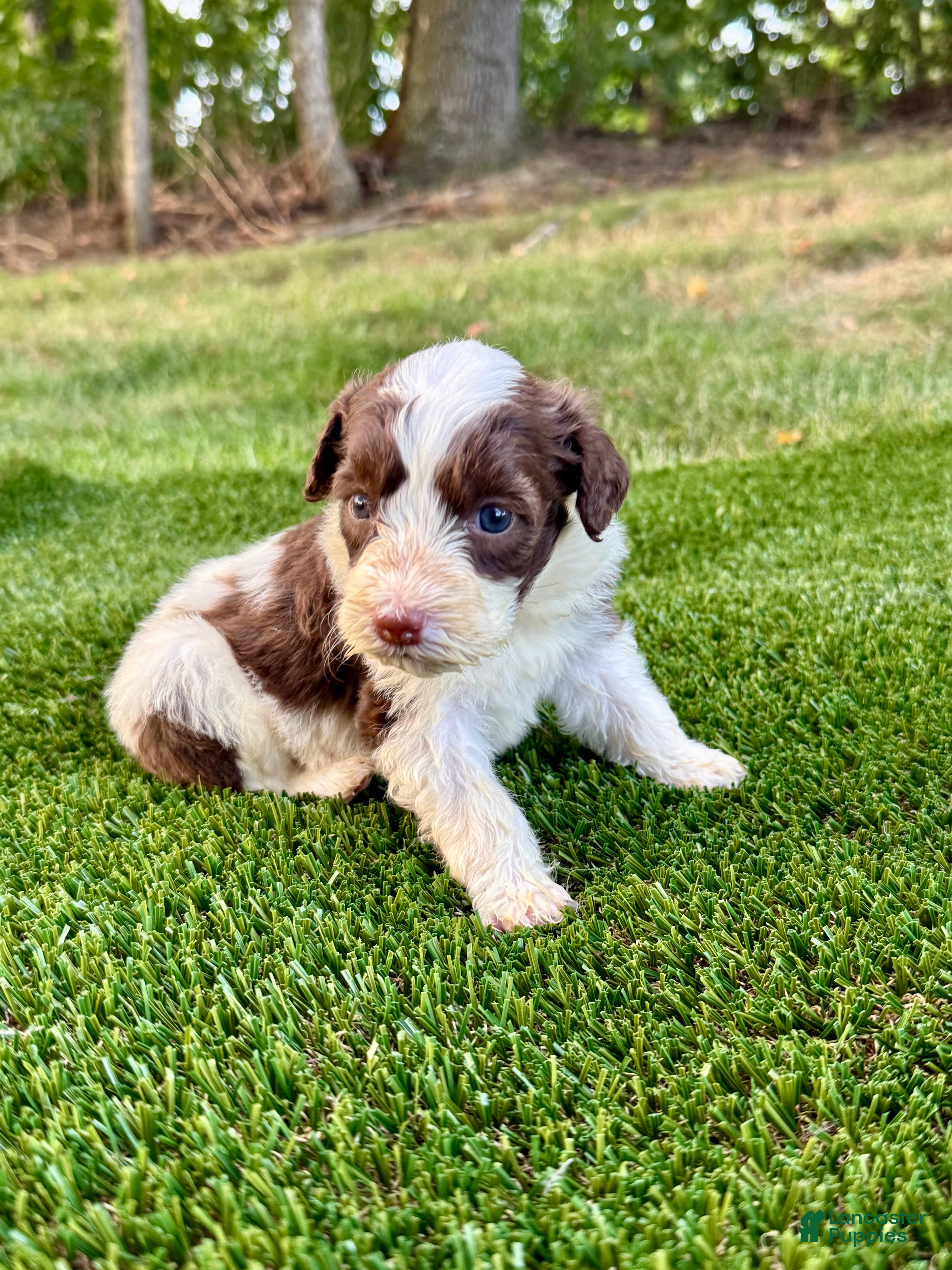 Portuguese Water Dog dogs Zeke - Ad 2