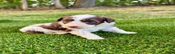 Portuguese Water Dog dogs for sale: Zeke - Ad 8