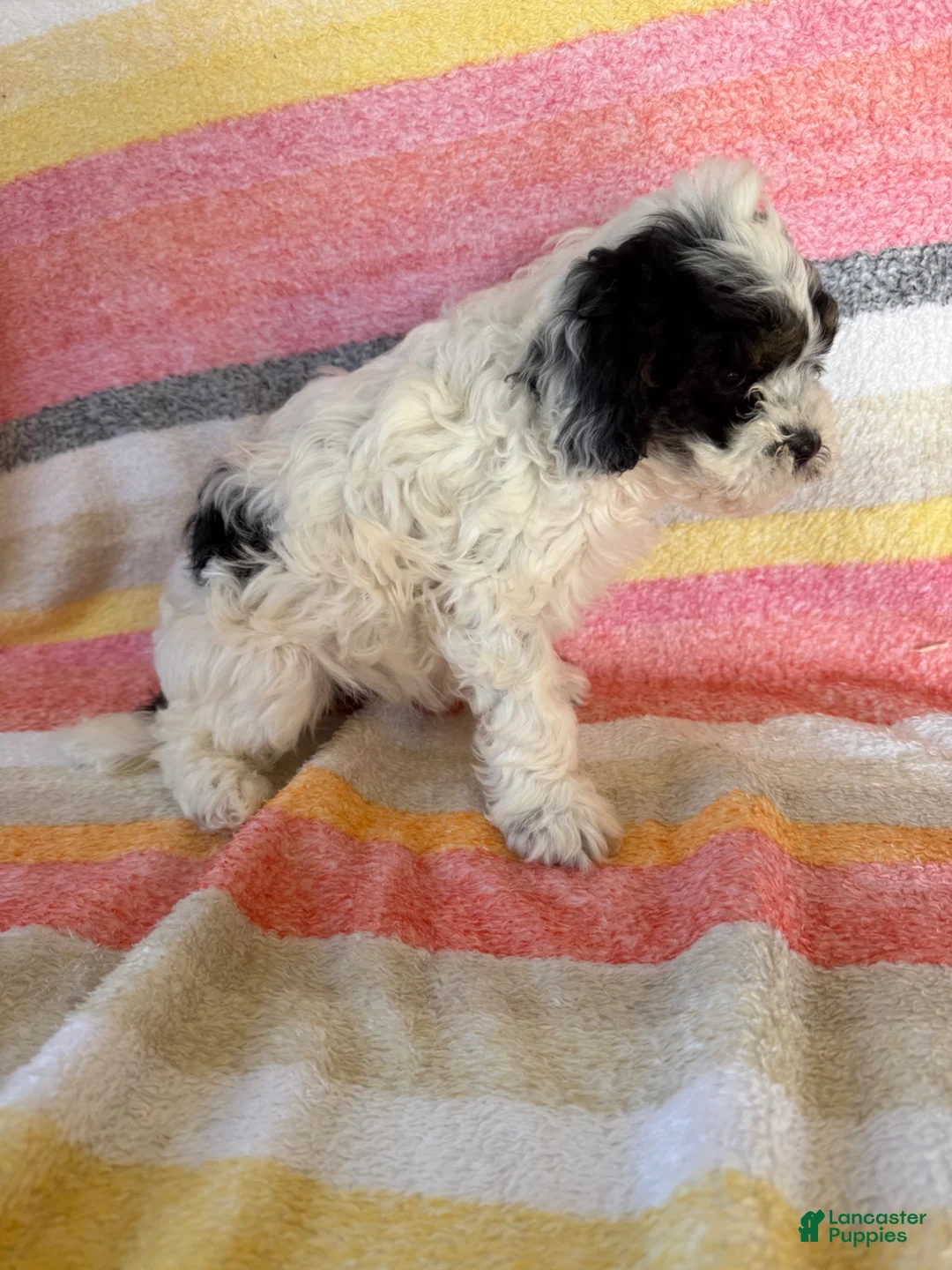 Cavapoo dogs for sale: Leslie  - Ad 2