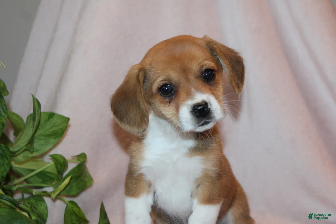 Mixed Breed dogs for sale: Nova - Ad 1