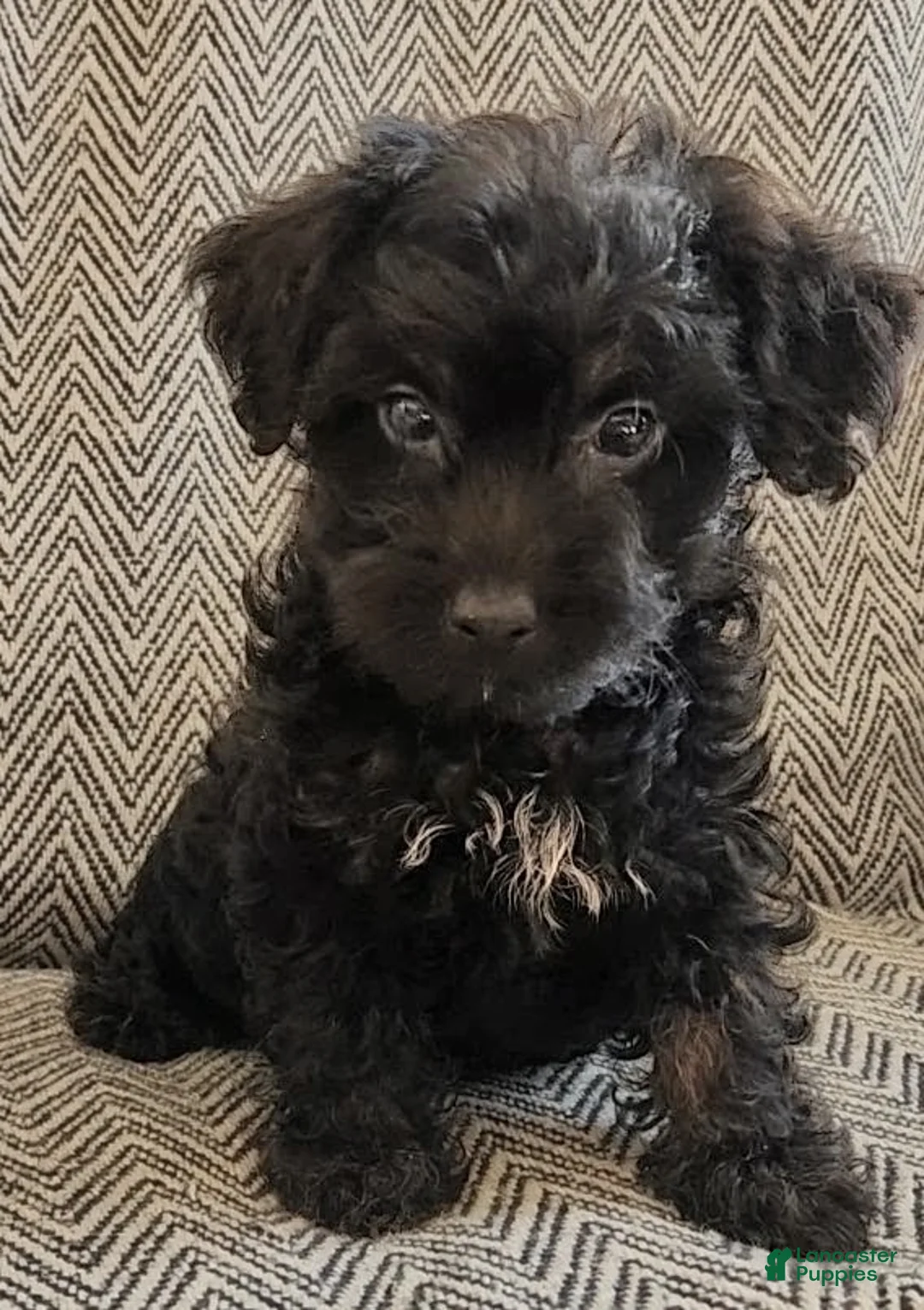 Yorkiepoo dogs for sale: Jack - Ad 11