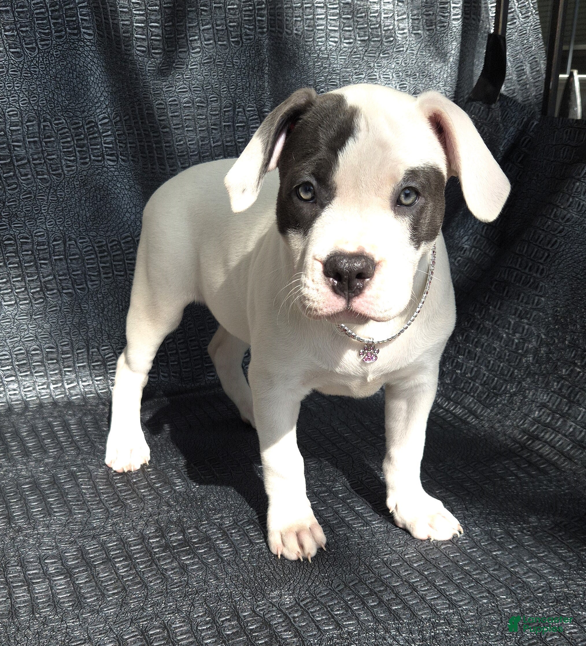 American Bully dogs "SOFIA VERGARA" - Ad 37