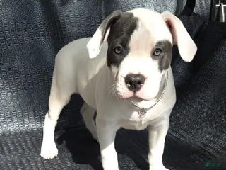 American Bully dogs "SOFIA VERGARA" - Ad 8