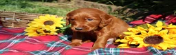 Mixed Breed dogs for sale: Rocky - Irish Goldendoodle  - Ad 14