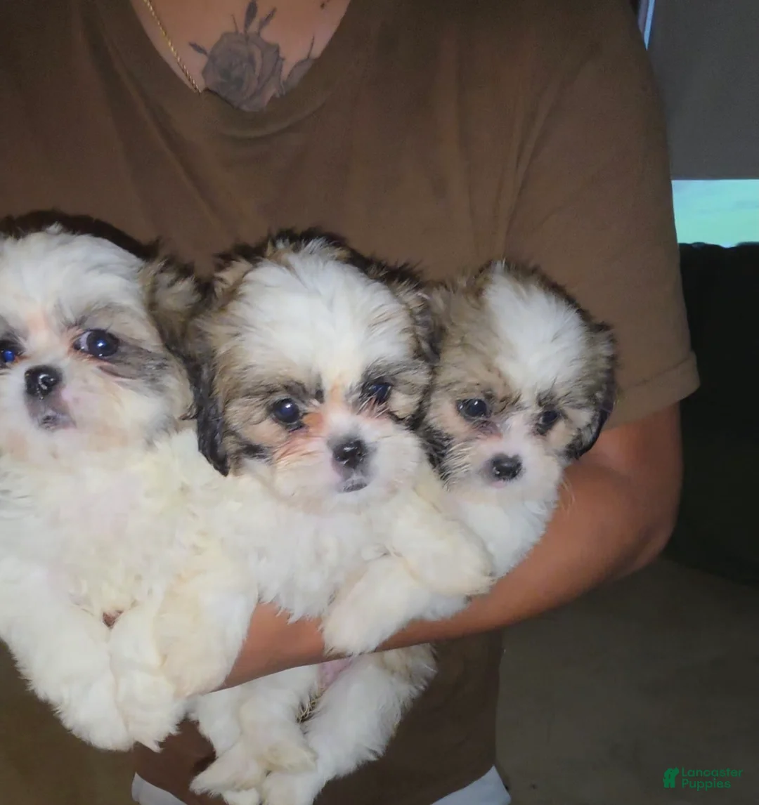 Teddy Bear dogs for sale: Teddy Bear Nina - Ad 2