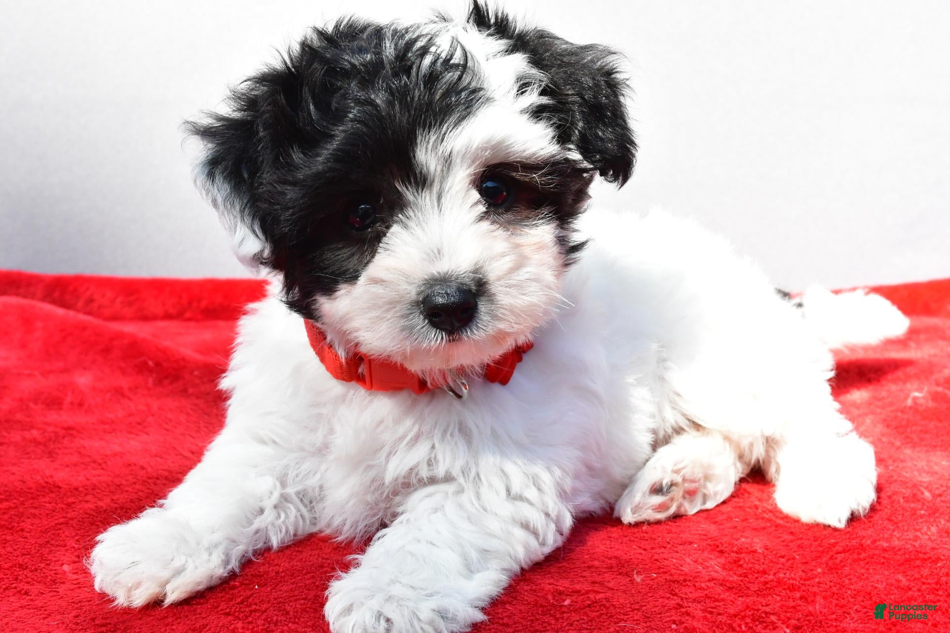 Zoey (Yorkiepoo, Female) in Millersburg, OH