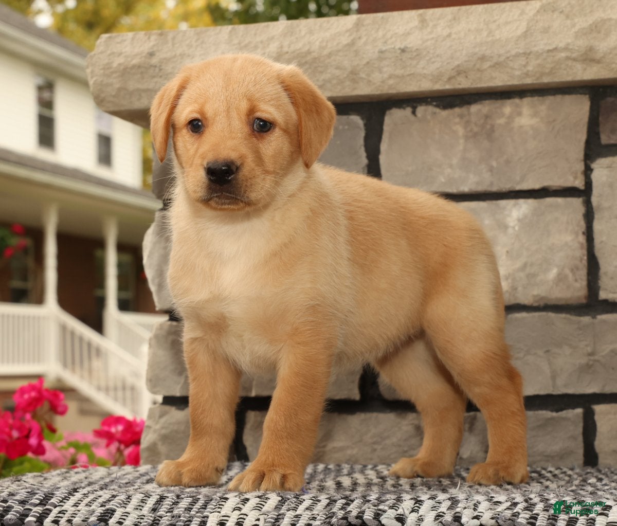 Labrador Retriever dogs for sale: Kelly - Ad 1