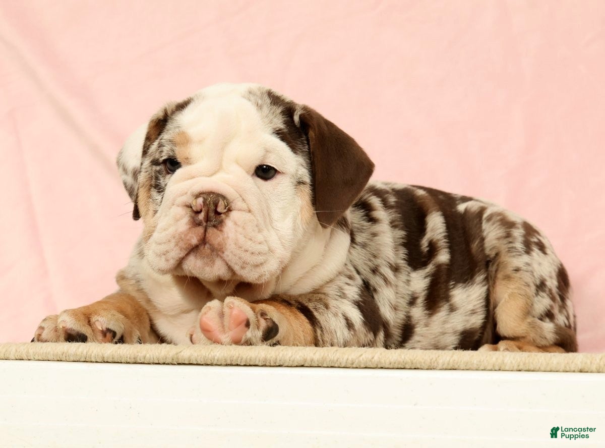 English Bulldog dogs for sale: Gherkin - Ad 2