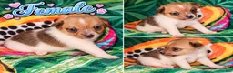 Jack Russell Terrier dogs for sale: Jack Russell Terrier 4 - Ad 10