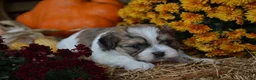 Malshi dogs for sale: Scotty - Ad 5
