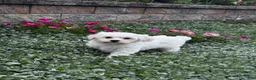 Teddy Bear dogs for sale: Jimmy - Ad 5
