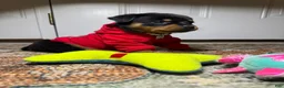 Rottweiler dogs for sale: Rottweiler 10 - Ad 8