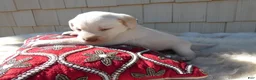 Labrador Retriever dogs for sale: Labrador Retriever 3 Celine - Ad 2