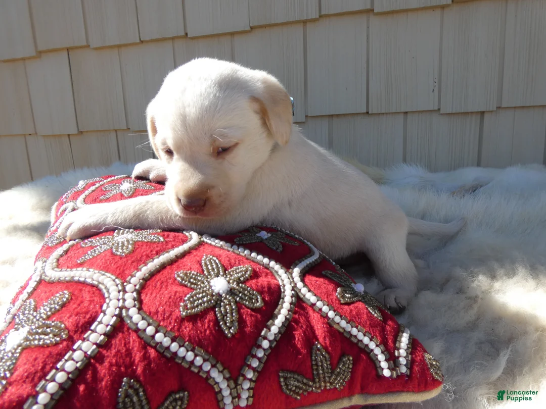 Labrador Retriever dogs for sale: Labrador Retriever 3 Celine - Ad 2