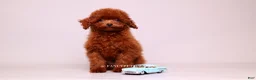 Toy Poodle dogs for sale: VISITA PER FORTUNA SHERI  - Ad 3