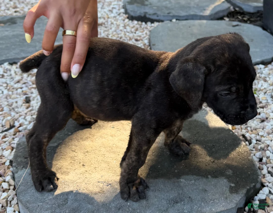 South African Boerboels dogs for sale: Onyx - Ad 2