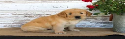 Golden Retriever dogs for sale: Heather - Ad 2