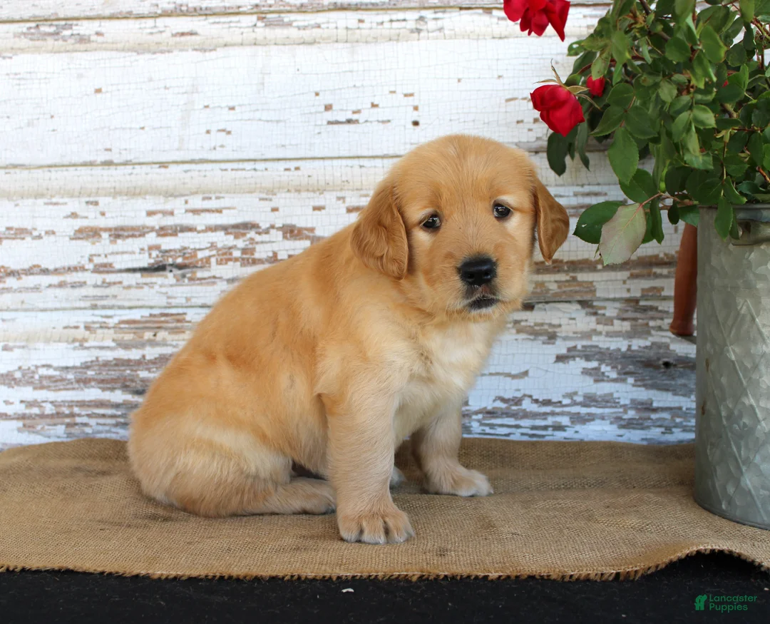 Golden Retriever dogs for sale: Heather - Ad 2