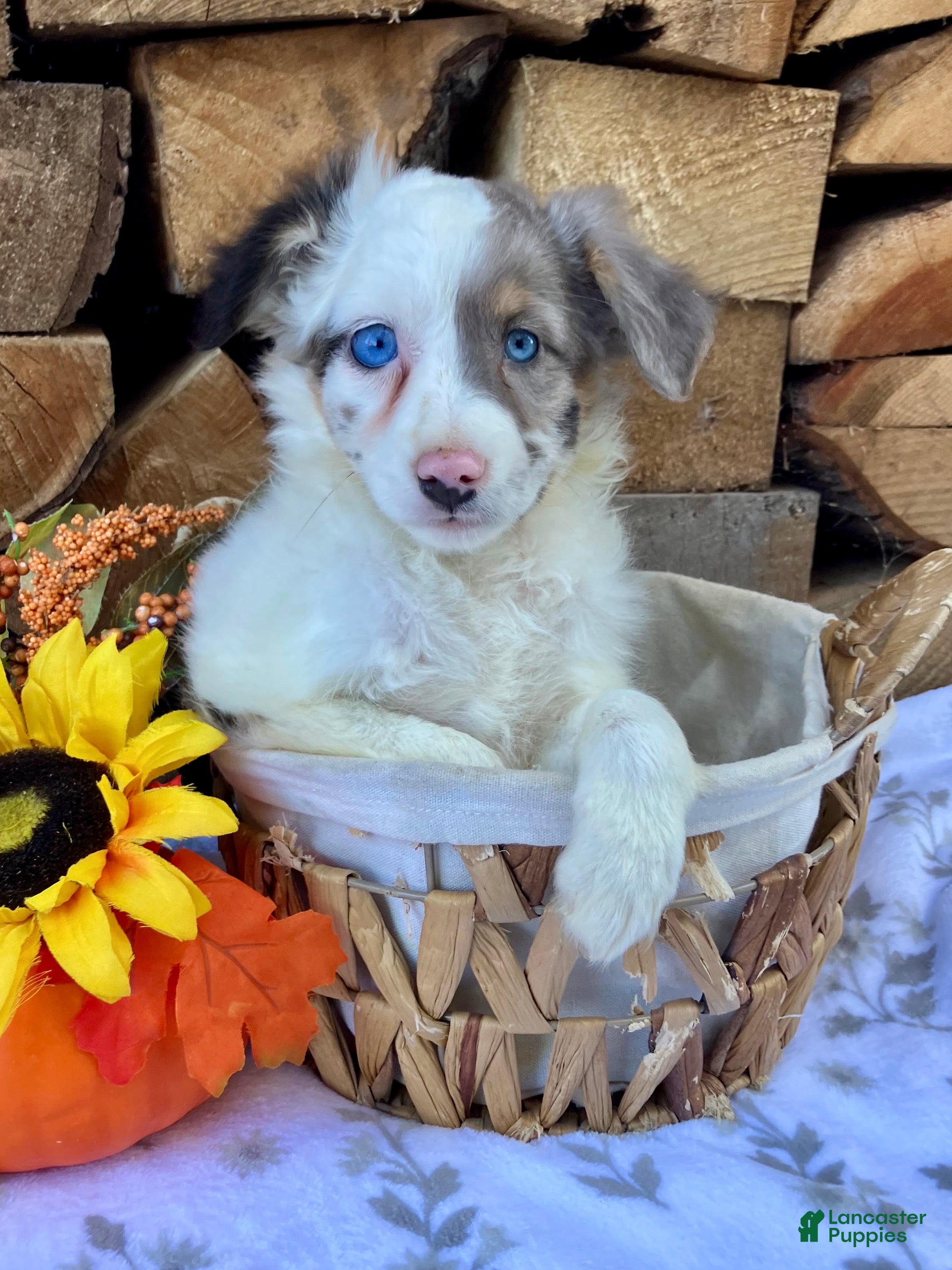 Australian Shepherd dogs for sale: Cooper - Ad 1