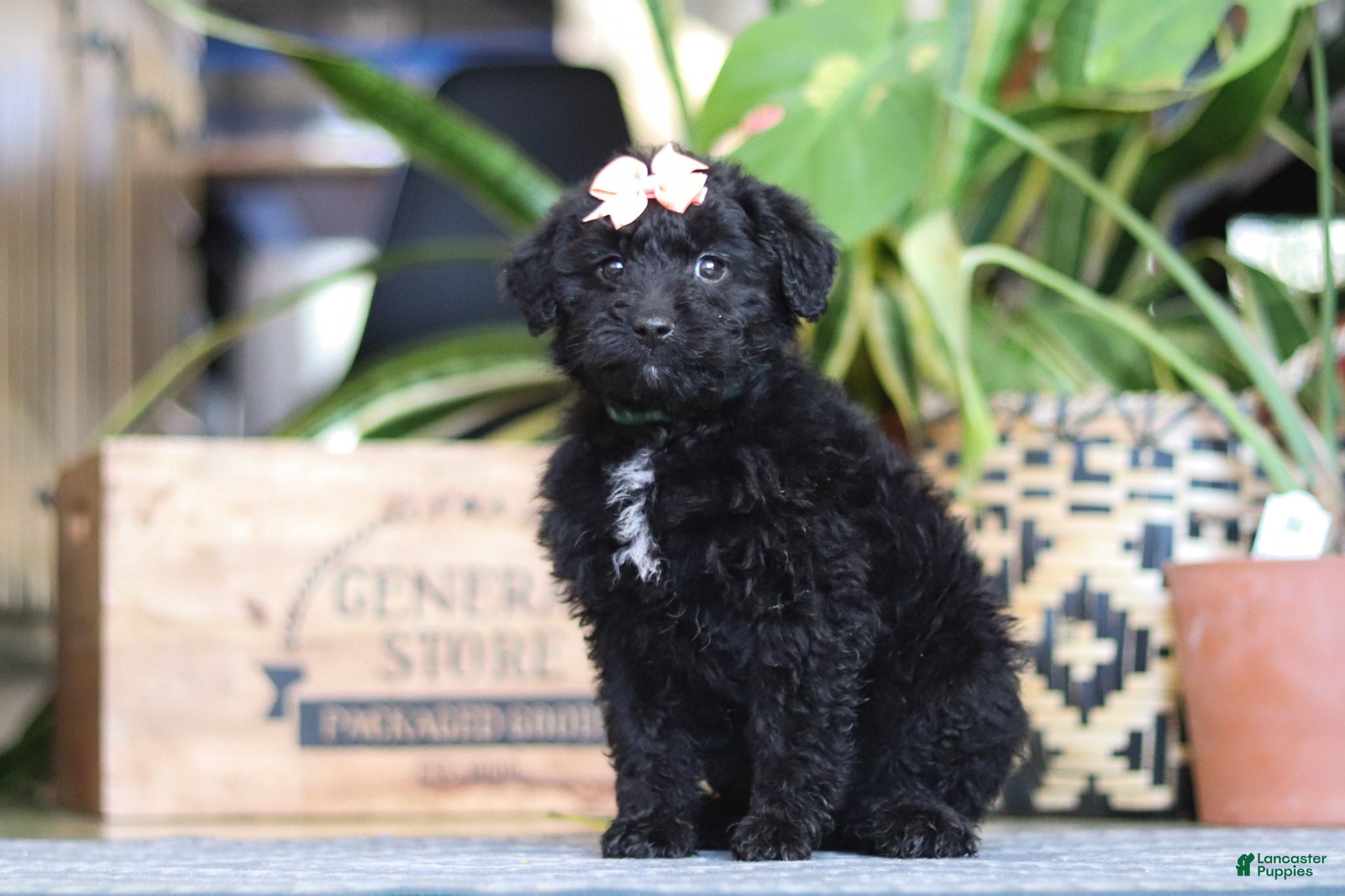 Mixed Breed dogs Lola - Ad 2