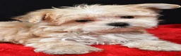Morkie dogs for sale: Chip - Ad 10