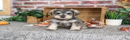 Miniature Schnauzer dogs for sale: Washington - Ad 6