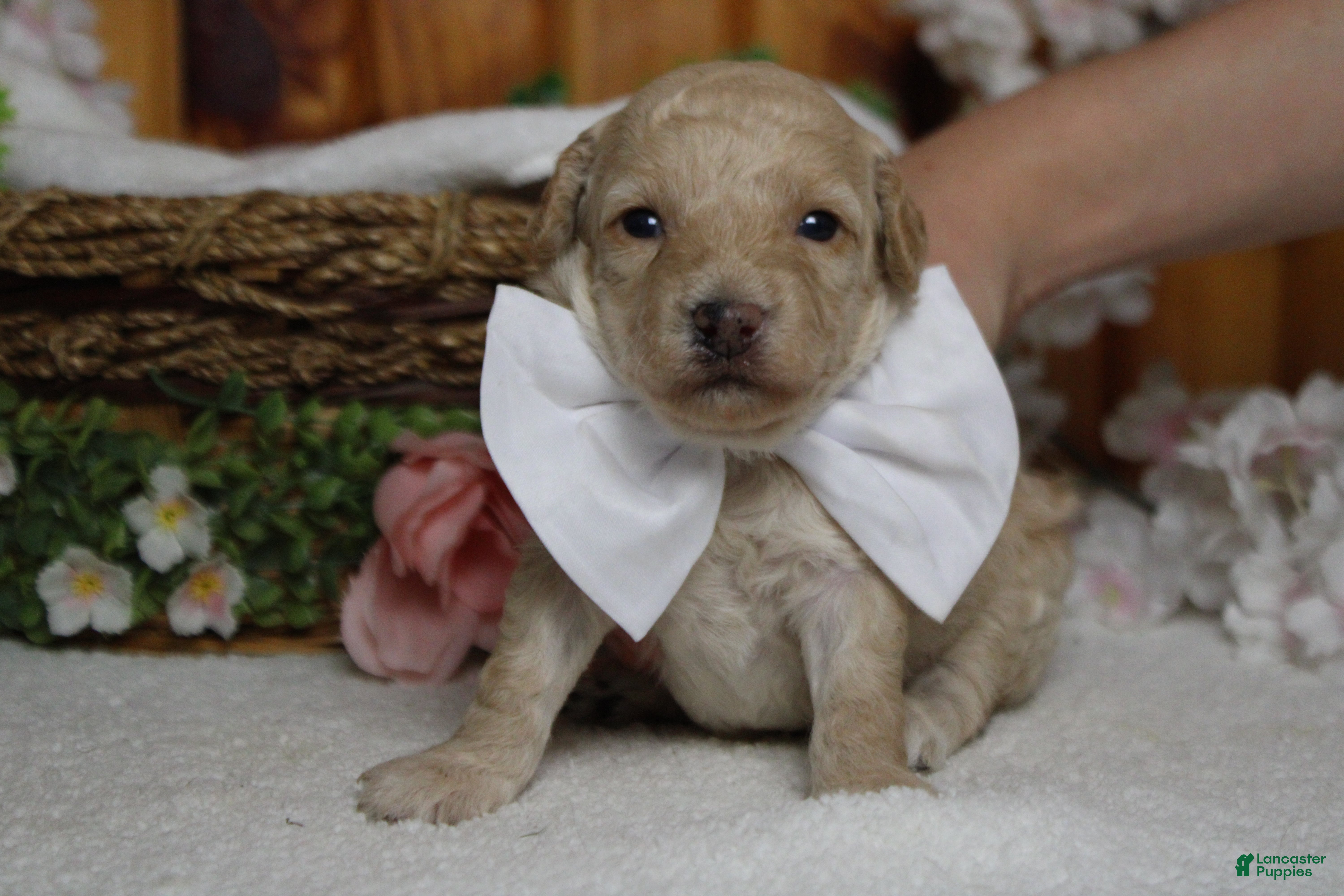 Toy Poodle dogs Theodore  - Ad 9
