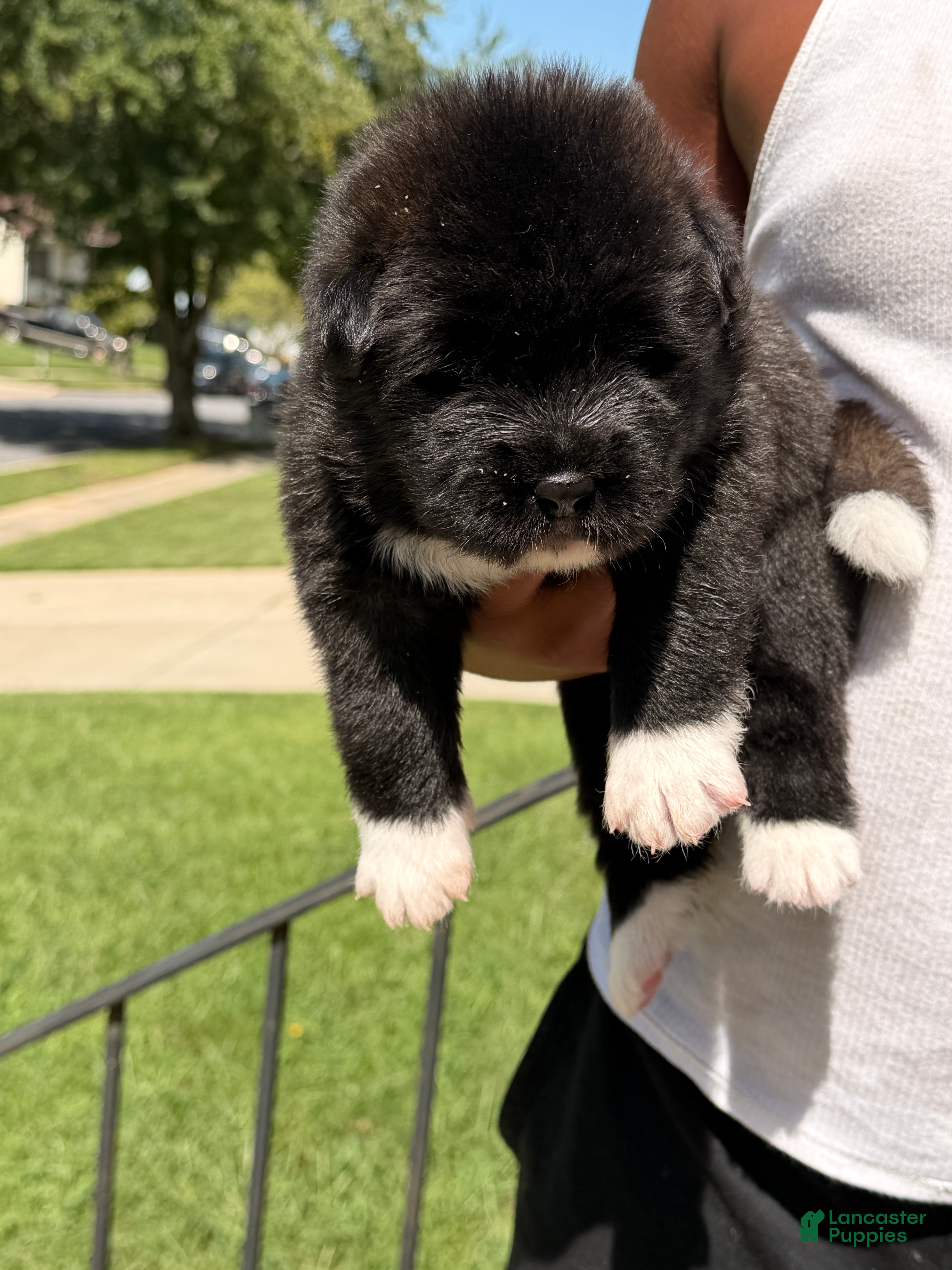 Akita dogs Akita 3 - Ad 1