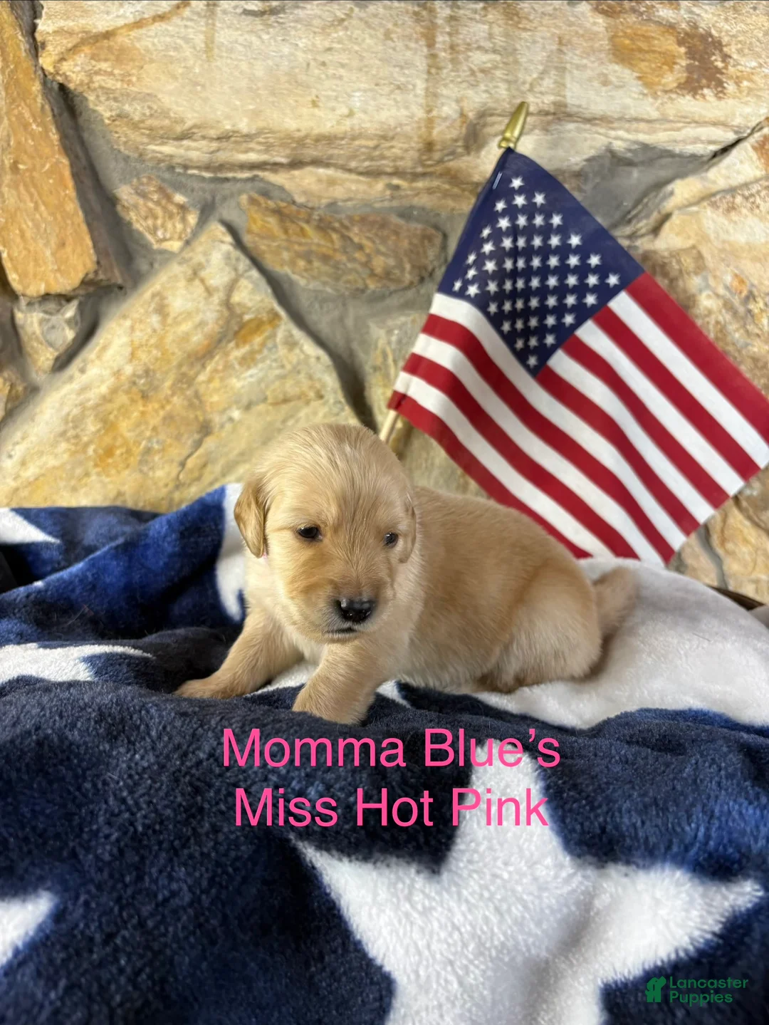 Golden Retriever dogs for sale: Ms Hot Pink - Ad 1