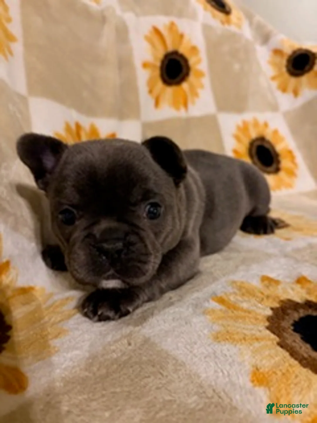 Mixed Breed dogs for sale: Olive - Ad 4