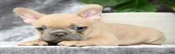 French Bulldog dogs for sale: Buzz - Ad 3