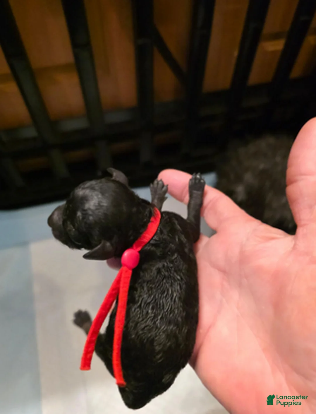 Toy Poodle dogs for sale: Ezra - Ad 5