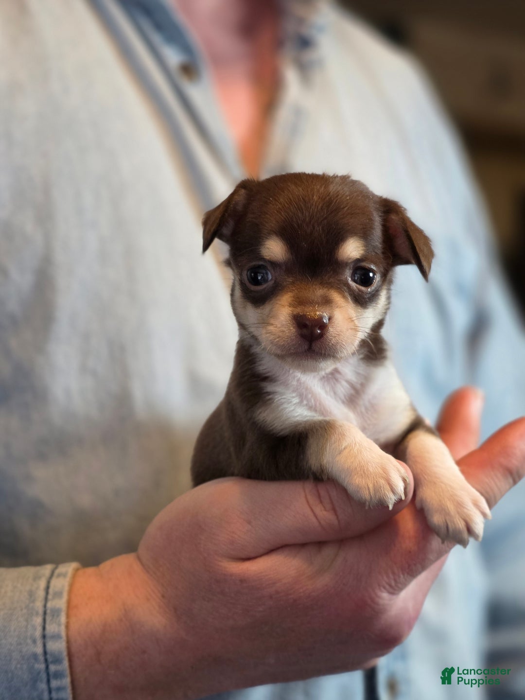 Chihuahua dogs for sale: Dark Choco Nugget - Ad 12