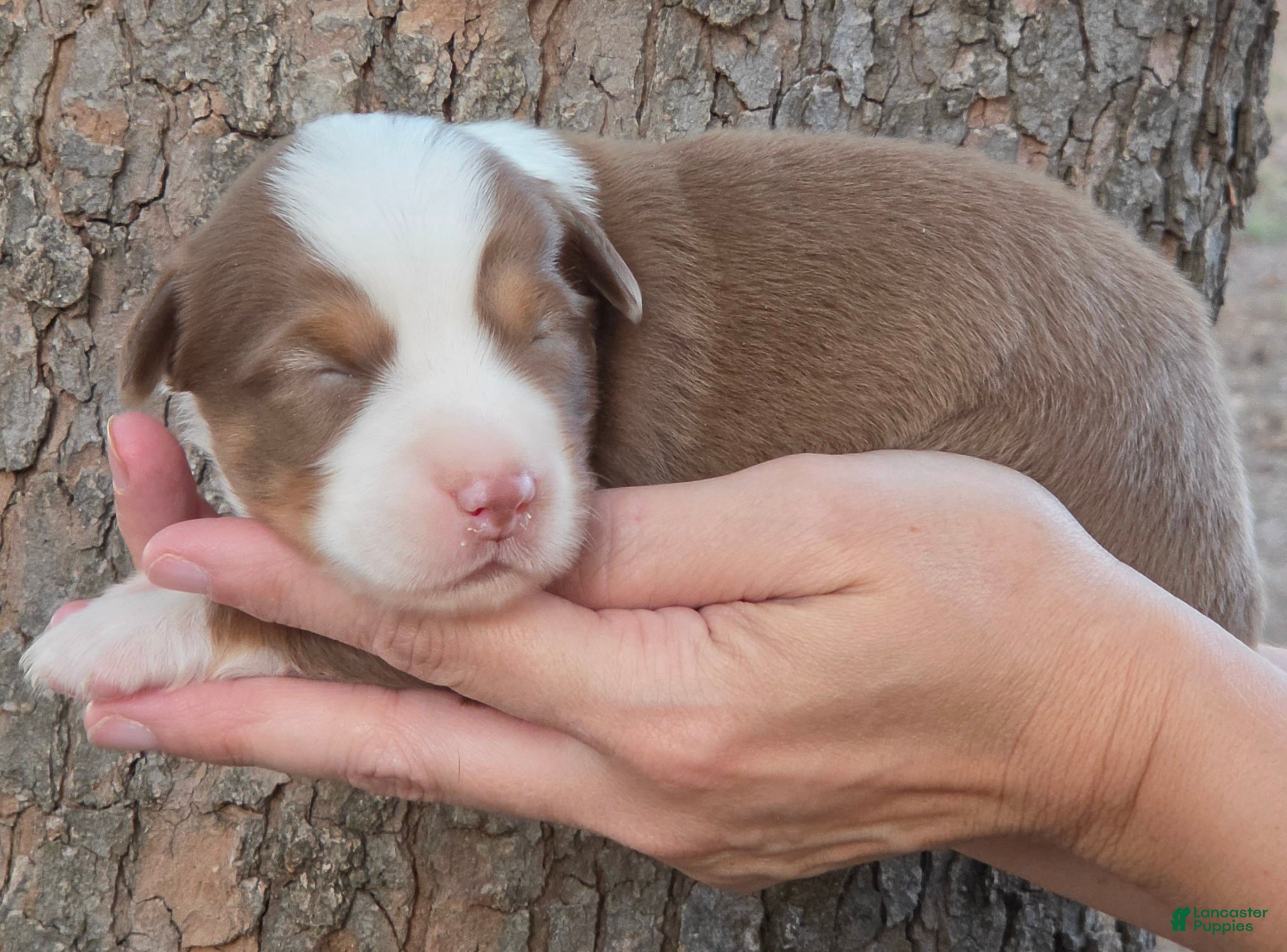 Miniature Australian Shepherd dogs Rampart - Ad 39