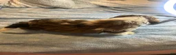 Teddy Bear dogs for sale: Cisco - Ad 11