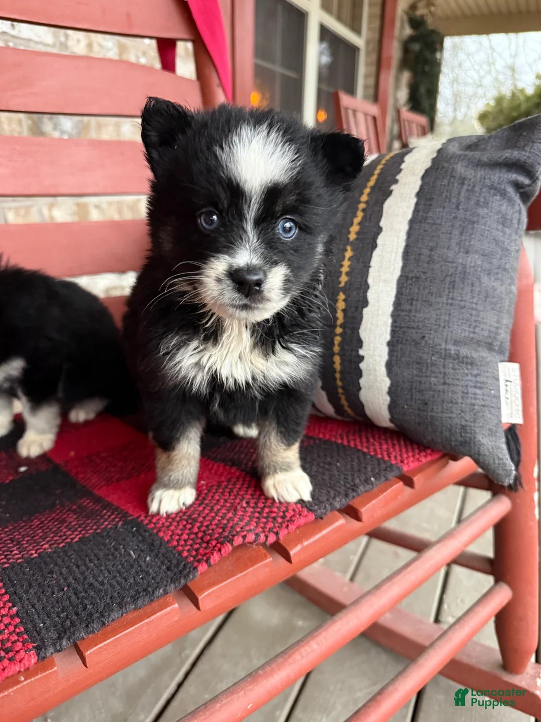 Pomsky dogs for sale: Oreo - Ad 4