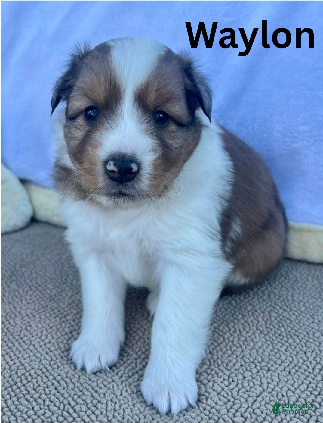 Shetland Sheepdog dogs Waylon - Ad 18