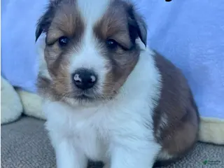 Shetland Sheepdog dogs Waylon - Ad 7