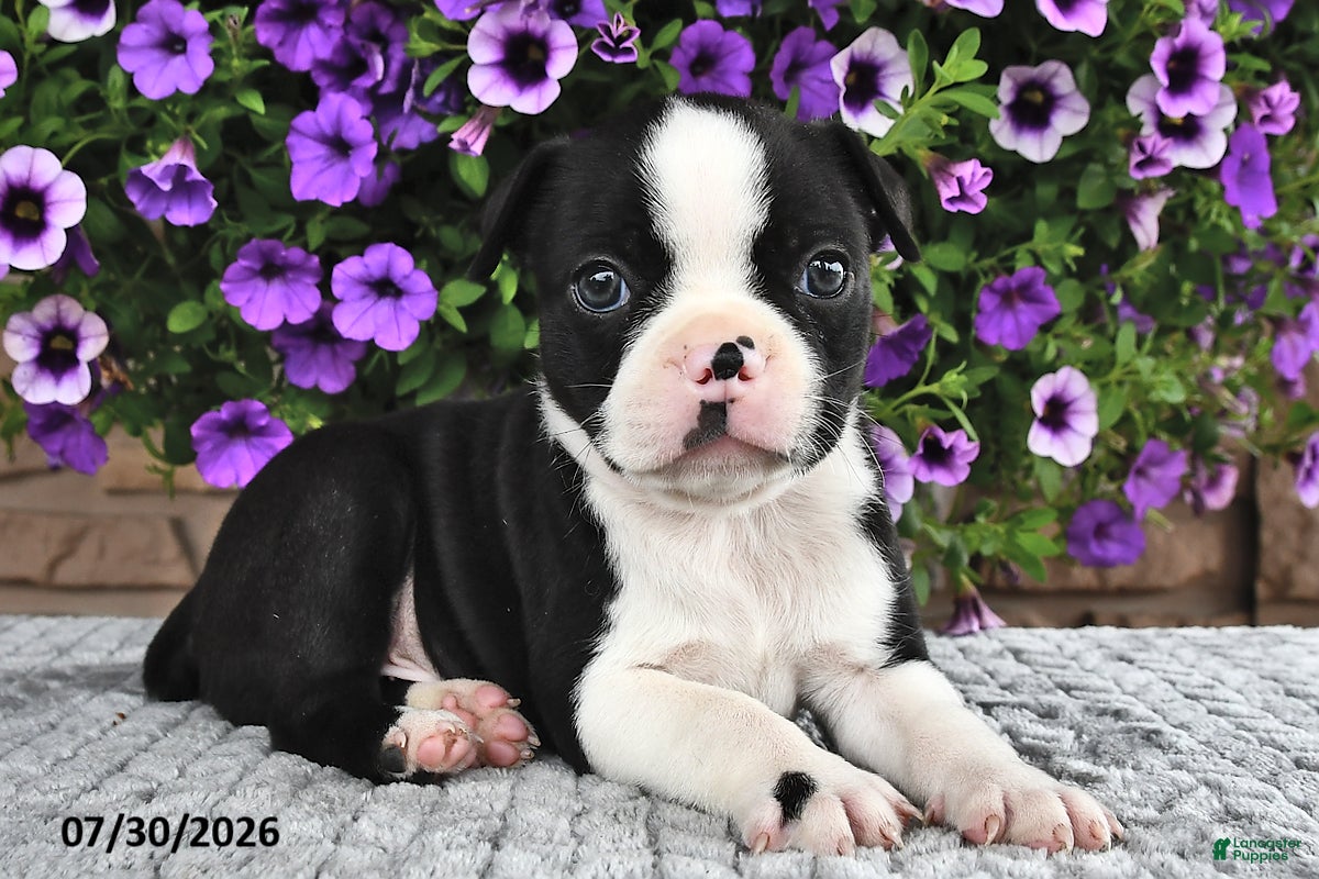 Boston Terrier dogs Blazer - Ad 1