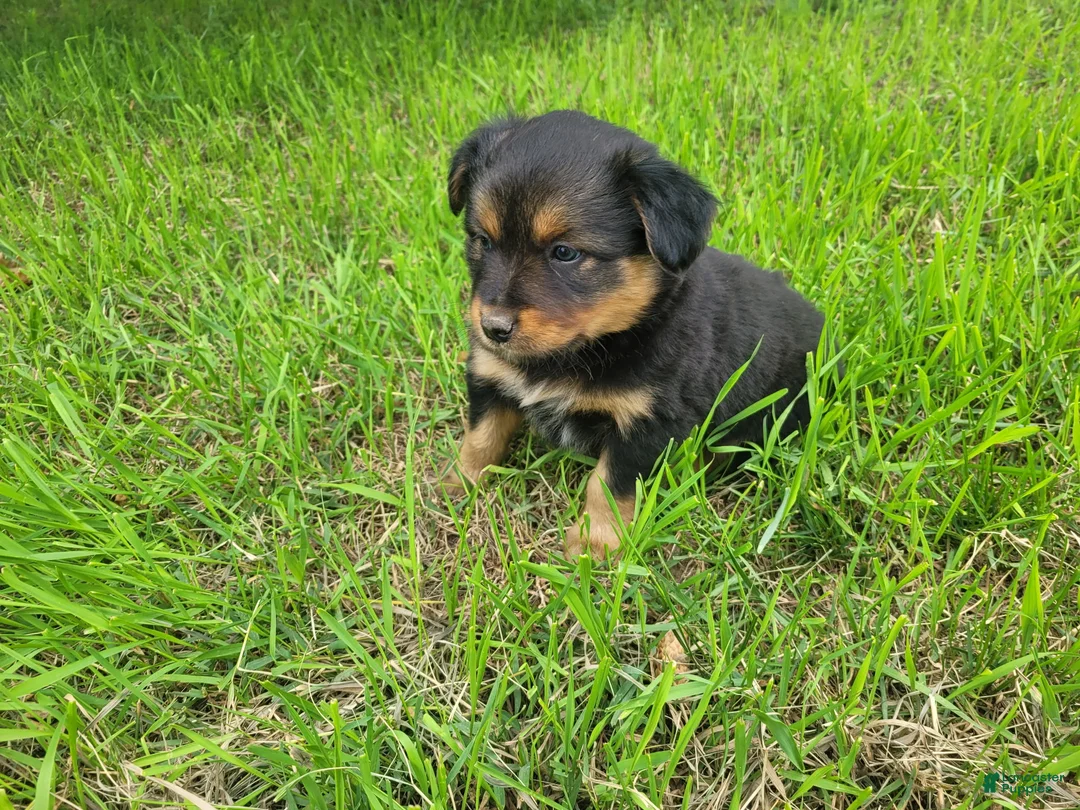 Mixed Breed dogs for sale: Lulu  - Ad 2