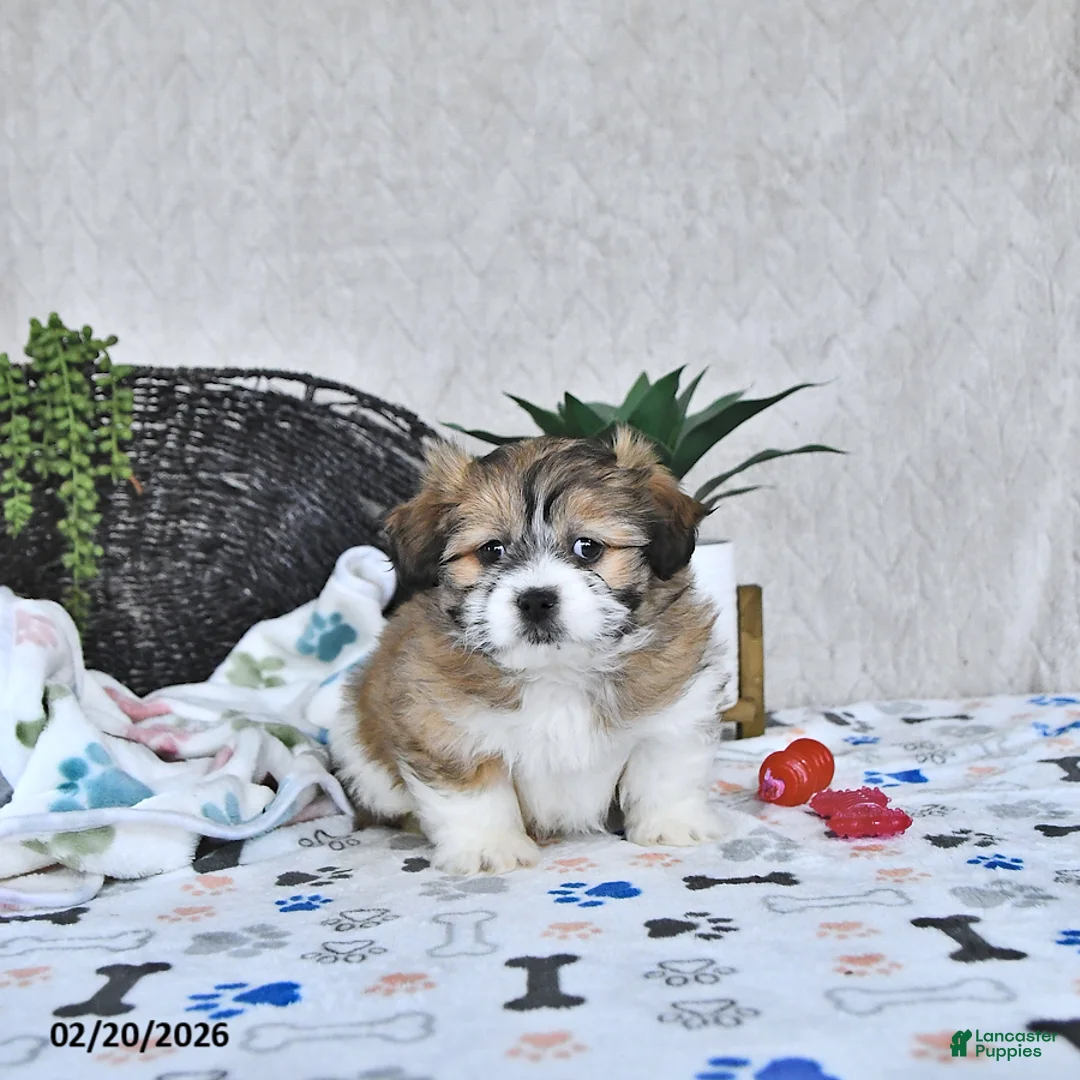 Shihpoo dogs for sale: Bella   - Ad 4